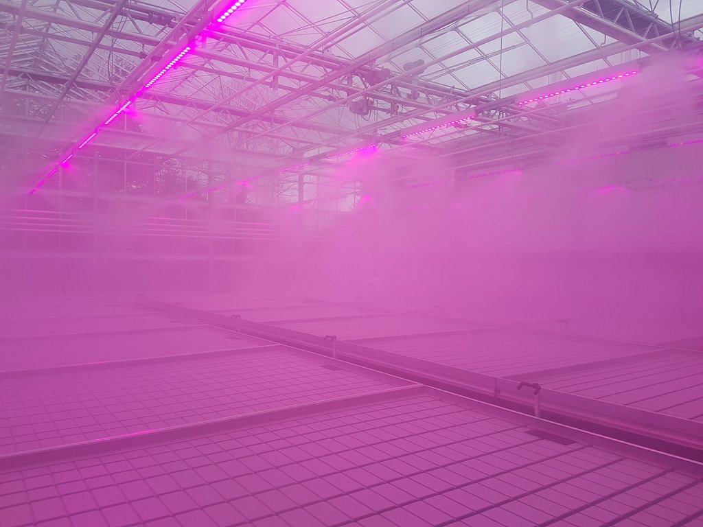 Our impressive fogging system paired with pink LED lighting, installed at Date Palm Developments latest site! #horticulture #grow #plant #flower #tree #rose #farming #agriculture #soil #earth #earthpositive #sustainable #climate #agricultureuk #ukfarming #greenhouse #glasshouse
