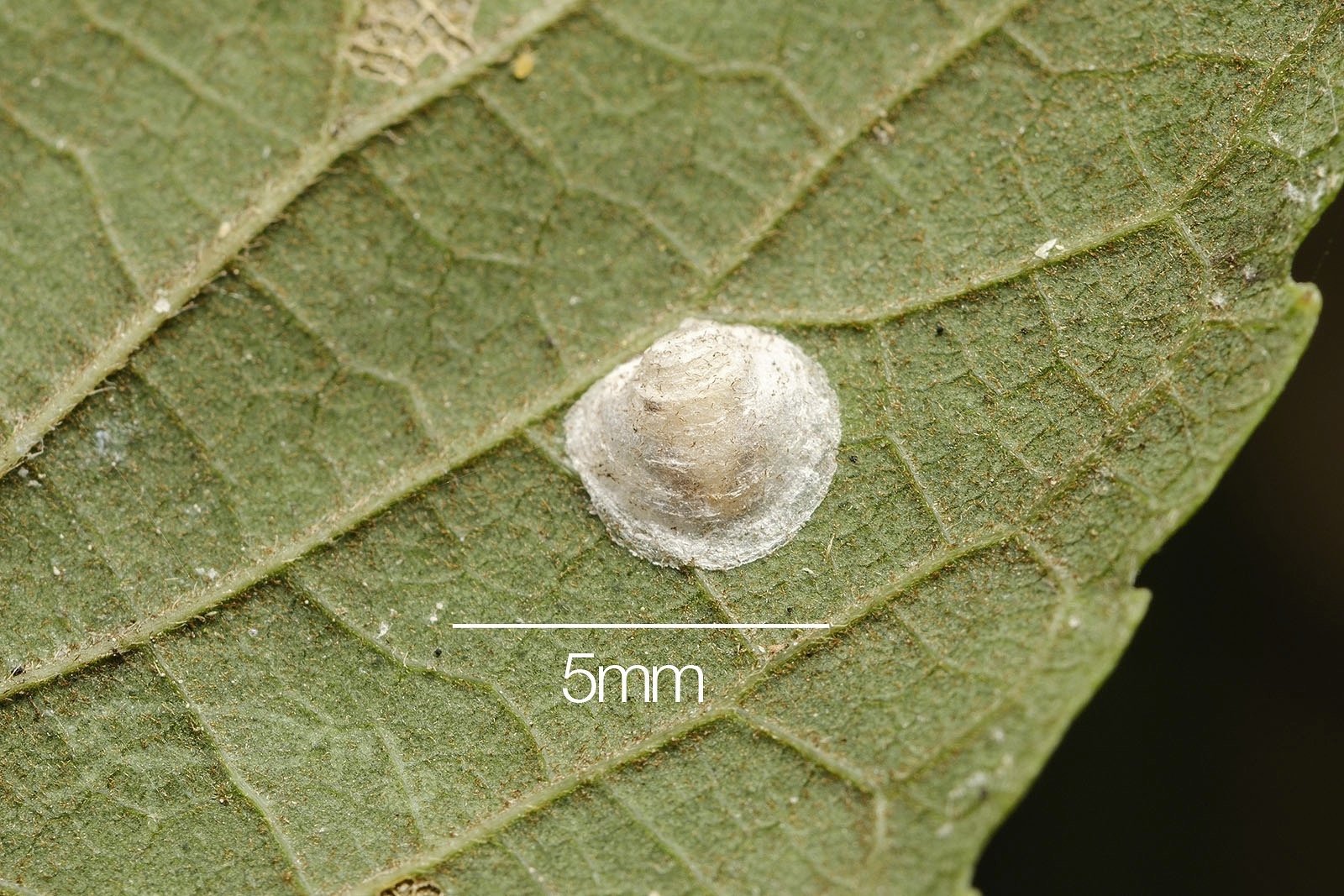 Mouuuusa 昨日のエノキカイガラキジラミの様子と近くにいたエノキワタアブラムシ T Co 1wzj67efwy Twitter