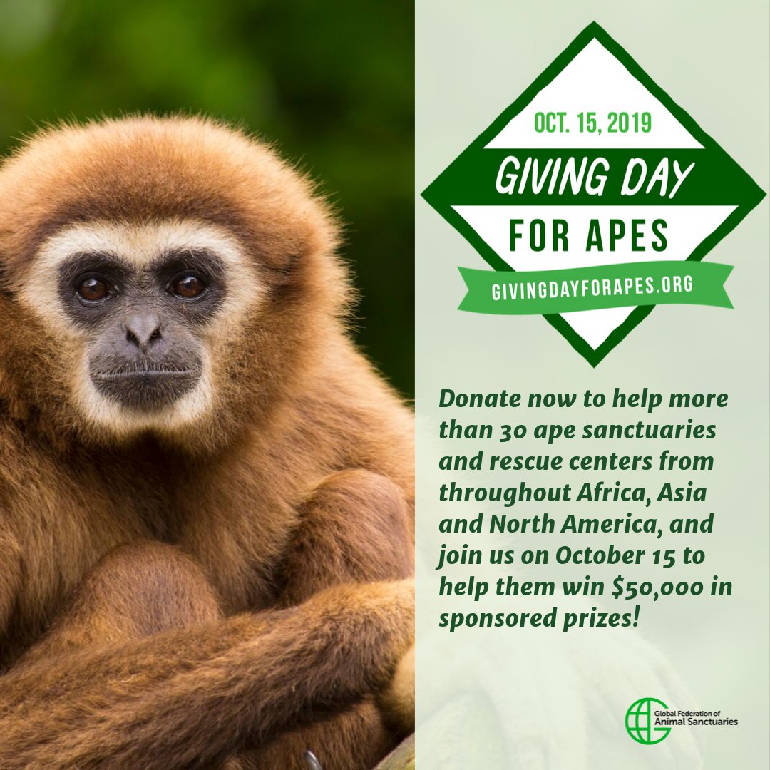 ArcusApes's tweet photo. Don’t forget—#GivingDayForApes is tomorrow, Oct. 15! Learn about supporting care for our planet’s #apes, including #orangutans, #chimpanzees, #gibbons, #gorillas, and #bonobos, at https://t.co/ARw1HzppVO. #supportapes #conservation

cc: @GFASsanctuary, @AAVS_AAVS https://t.co/BbE4OgKZ6R