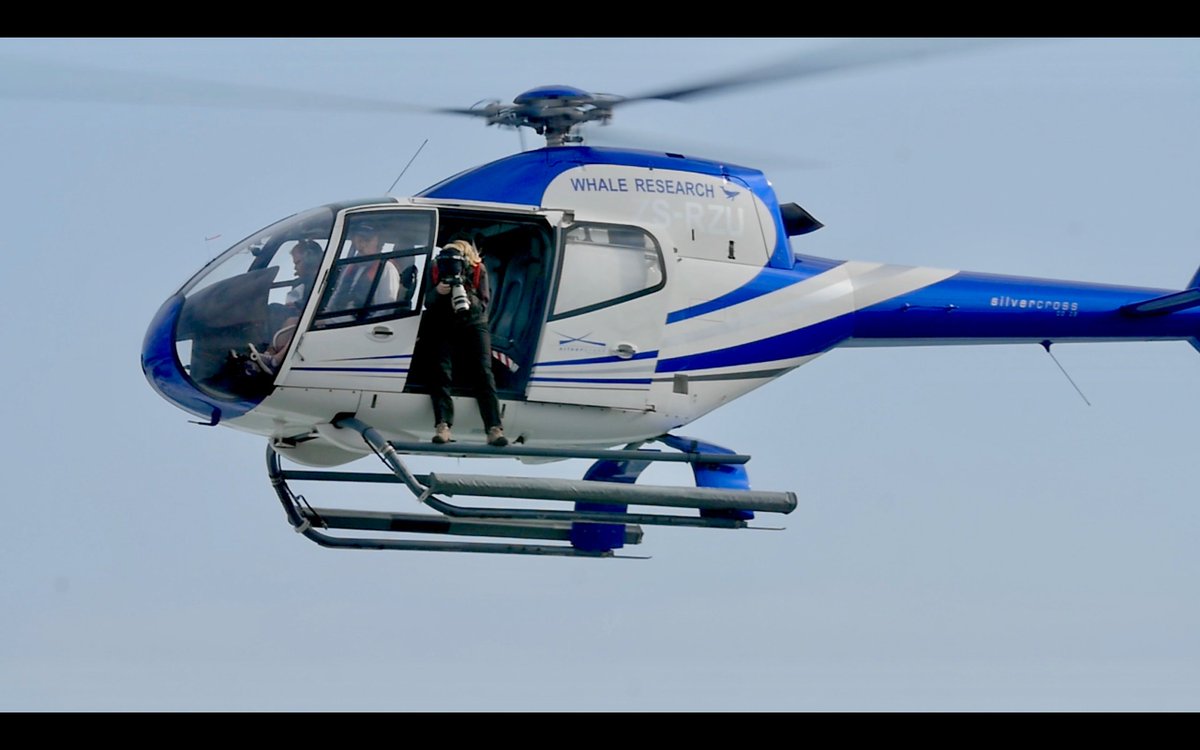 ZooEntUP's tweet image. The results of the 40th annual southern right whale survey show the second lowest number recorded along South African shores in October since 1995. Click the link below to read more. @MRI_Whale_Unit 
bit.ly/2IQJmjD