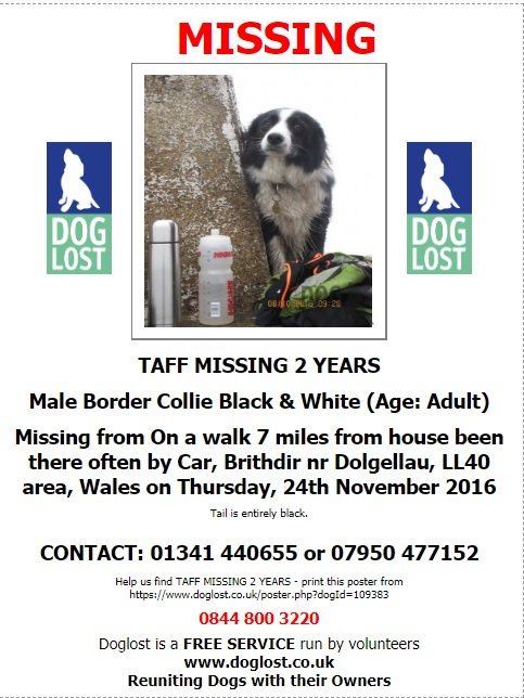 gelert01's tweet photo. โผ๏ธ#TorrentWalk #Brithdir #Dolgellau #LL40 areaโผ๏ธ
#TAFF still missing, ran to the car at the end of his walk and just disappeared. 24/11/2016
Where you in that car park that day? Did YOU see #Taff?
@rosiedoc666 @ChrstinaKelly @RachaelB100 @veryluckypugs https://t.co/96YF53OUQC