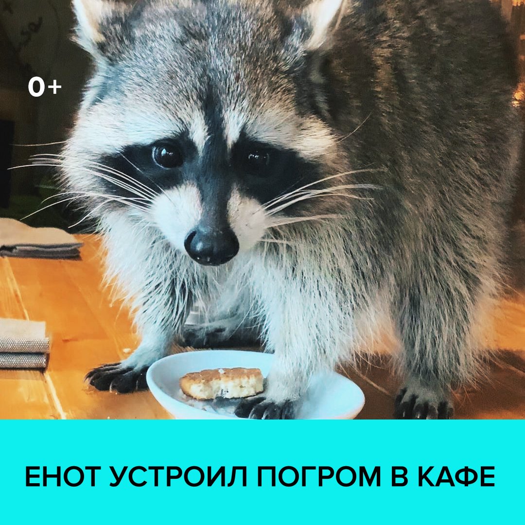 Енот кафе самара. Енот кафе самара