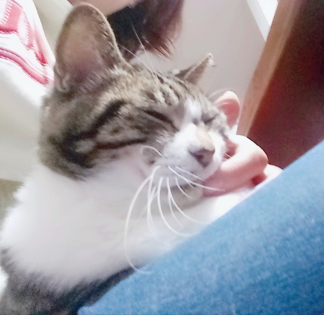 ちか 野間千賀子 旅する日本語 英語講師 顧客目線 ネコがアゴを撫でられてうっとりするのは やっぱり 自分の舌が1番届かない場所だから なんじゃないかと再認識する夜