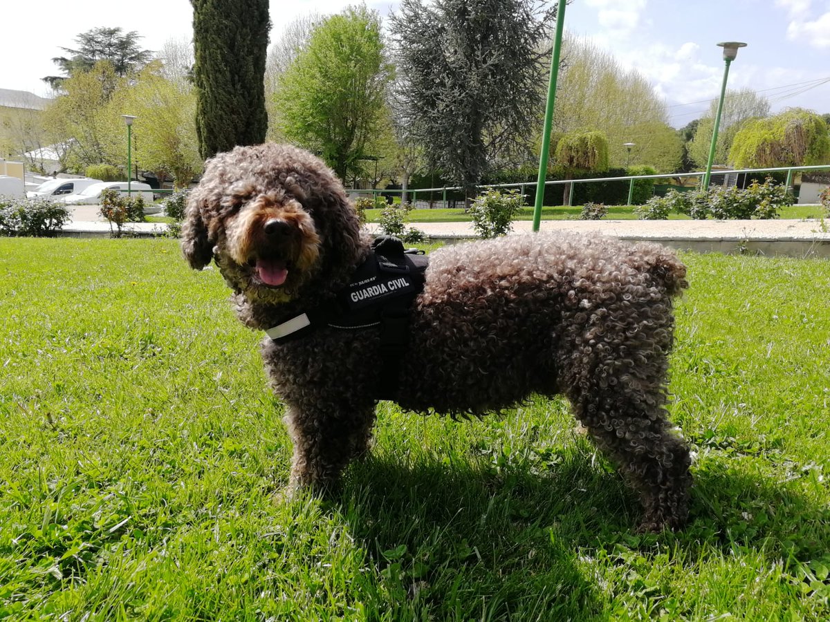 guardiacivil's tweet photo. Cuando un perro se muere no pierdes un amigo, ganas un ángel a tu lado

Cuando ese perro es Marley, nuestra estrella buscando restos cadavéricos, y que ayudó a resolver multitud de delitos, deja un gran vacío en los que tuvimos la suerte de trabajar a su lado

#HastaSiempreMarley https://t.co/KNTEVPfSwJ