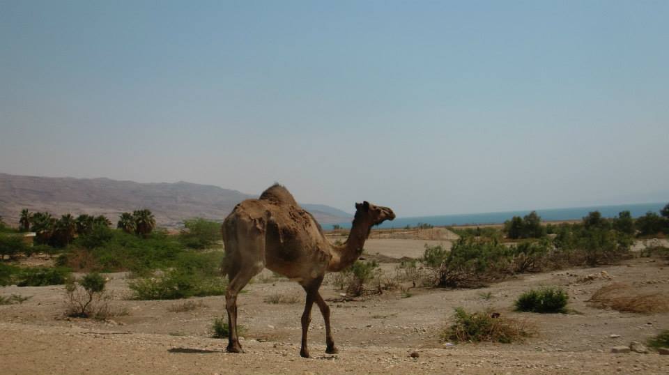 We saw the cutest #camel on our way from #Amman to <a href="/MovenpickJo/">Mövenpick Jordan</a> in the #Deadsea!

#Jordan #BeAmman