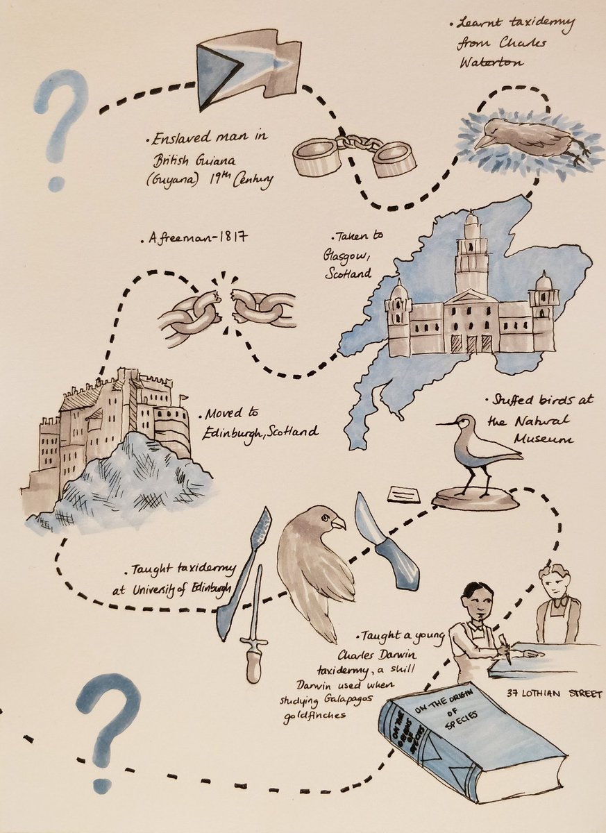 Day 8: John Edmonstone, taxidermy specialist, teacher to Charles Darwin (!!!) Taught  @EdinburghUni in c.19th. Previously enslaved in British Guiana (now Guyana) but free man in Scotland. Remember Darwin's Galapagos finches? Yeah, thank Edmonstone  #BHM    #Inktober2019  #BlackInSTEM