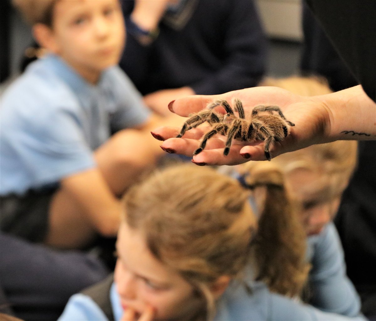 Town Close School tweet media
