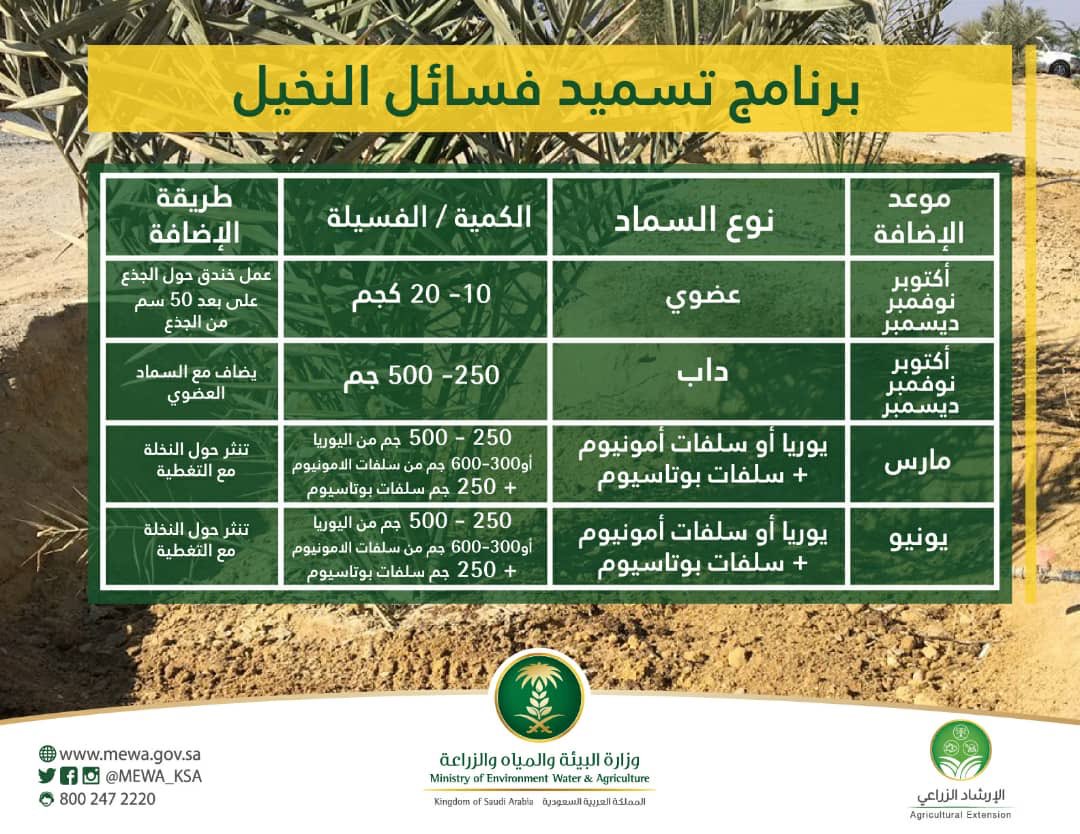 النخيل مول بالدمام