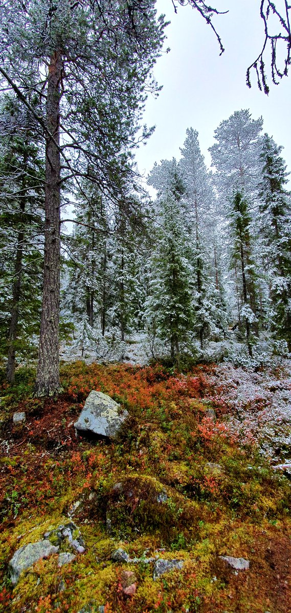 ManuPajuluoma's tweet photo. #AutumnColors and #FirstSnow at #Ounasvaara. Winter is coming to #Finland #Lapland #Rovaniemi! #VisitLapland #VisitRovaniemi https://t.co/wfFDkYYGAW