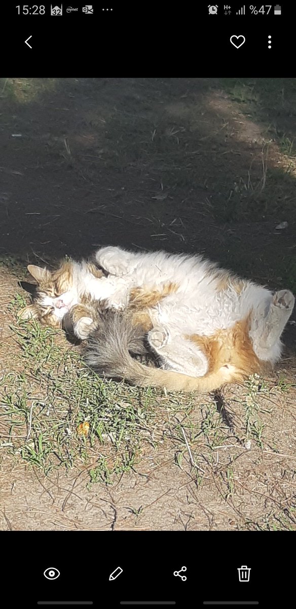 Öğlen uykusu başka olur