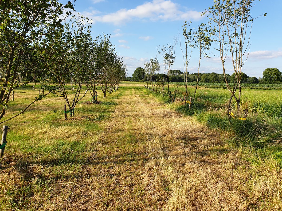 KrachtvSalland's tweet photo. Bufferstroken met notenbomen kunnen een aantrekkelijke aanvulling zijn voor een melkveehouderij of ander agrarisch bedrijf. Hoor een verhaal uit de praktijk tijdens het Salland Café van 24/10. https://t.co/VJu9selZ4j https://t.co/limQHHU7in