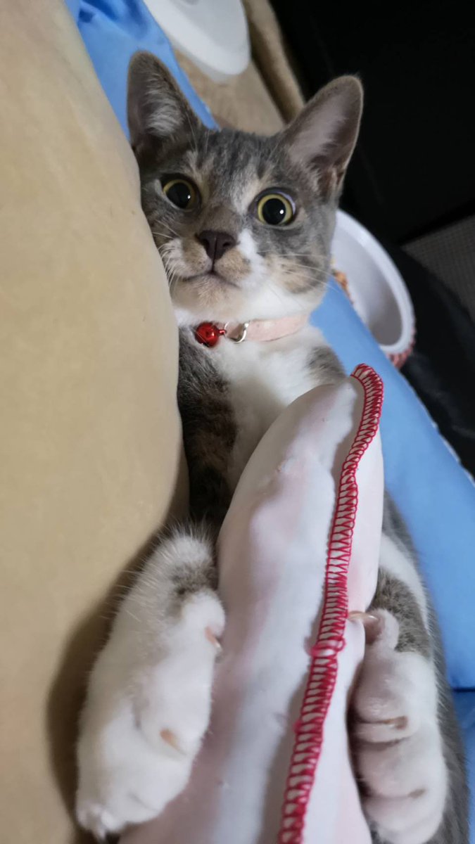 ねこかます このコネコチャン徠良がこんなに大きくモナさんになりました 里親さまご家族の愛情を受けてすくすく成長中 ってだいたい6ヶ月ちょっとくらいのはずなのにめっちゃ大きくなってるようです