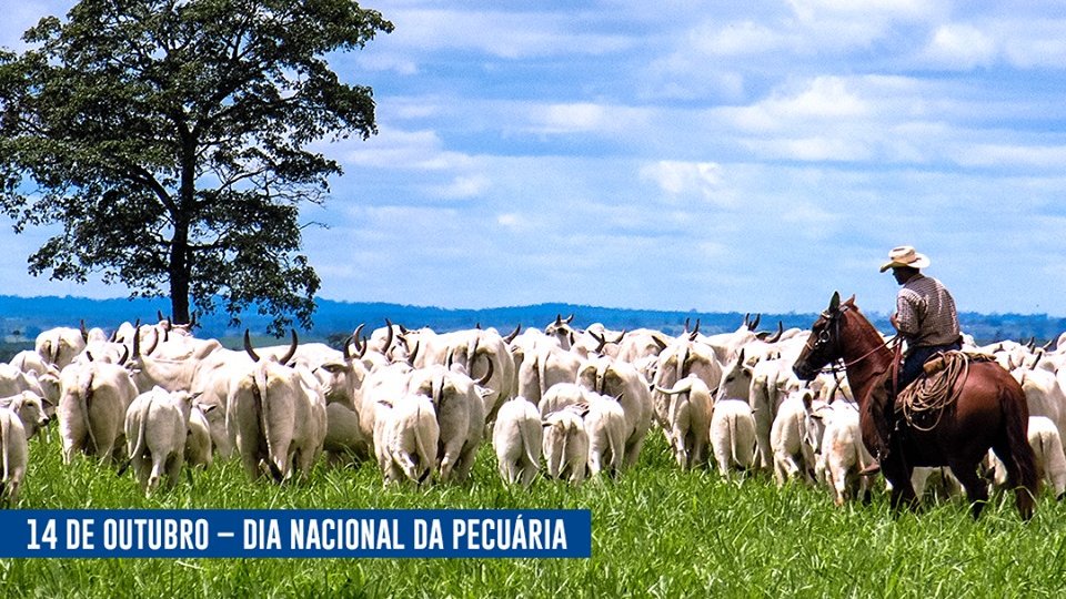 14 de Outubro- Dia Nacional da Pecuária.