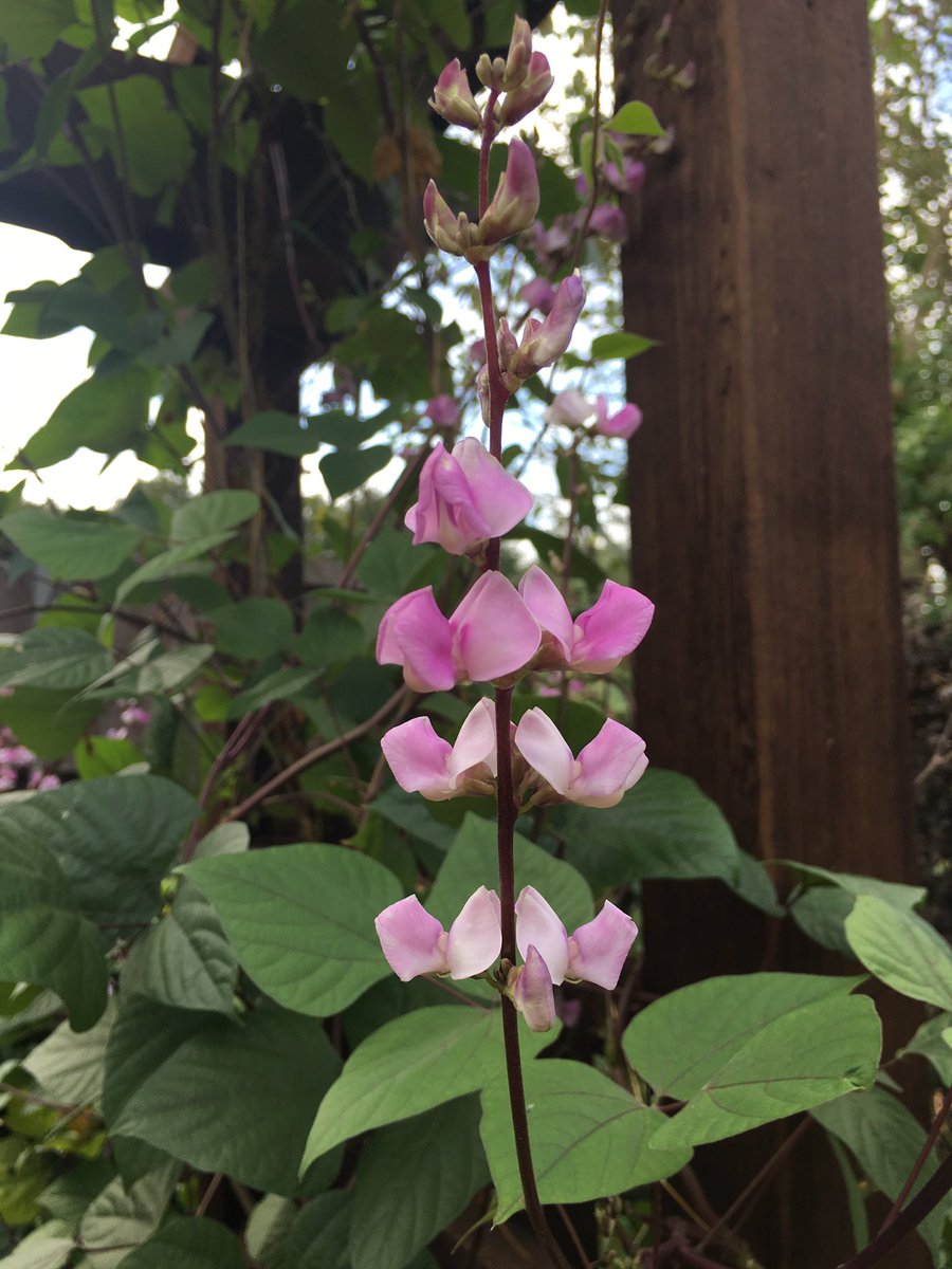 DentonCountyMGA's tweet photo. Rain...Cooler Weather...Bring on the pollinators! Garen with plants that provide food for pollinators such as hummingbirds, bees (native and honey) and other insects. #pollinator #fallmigration #time4fall #growwithus https://t.co/DnqcTfrrJm