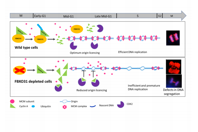 The tumor suppressor FBXO31 preserves genomic integrity by regulating DNA replication and segregation through precise control of cyclin A levels

bit.ly/33oGXVm