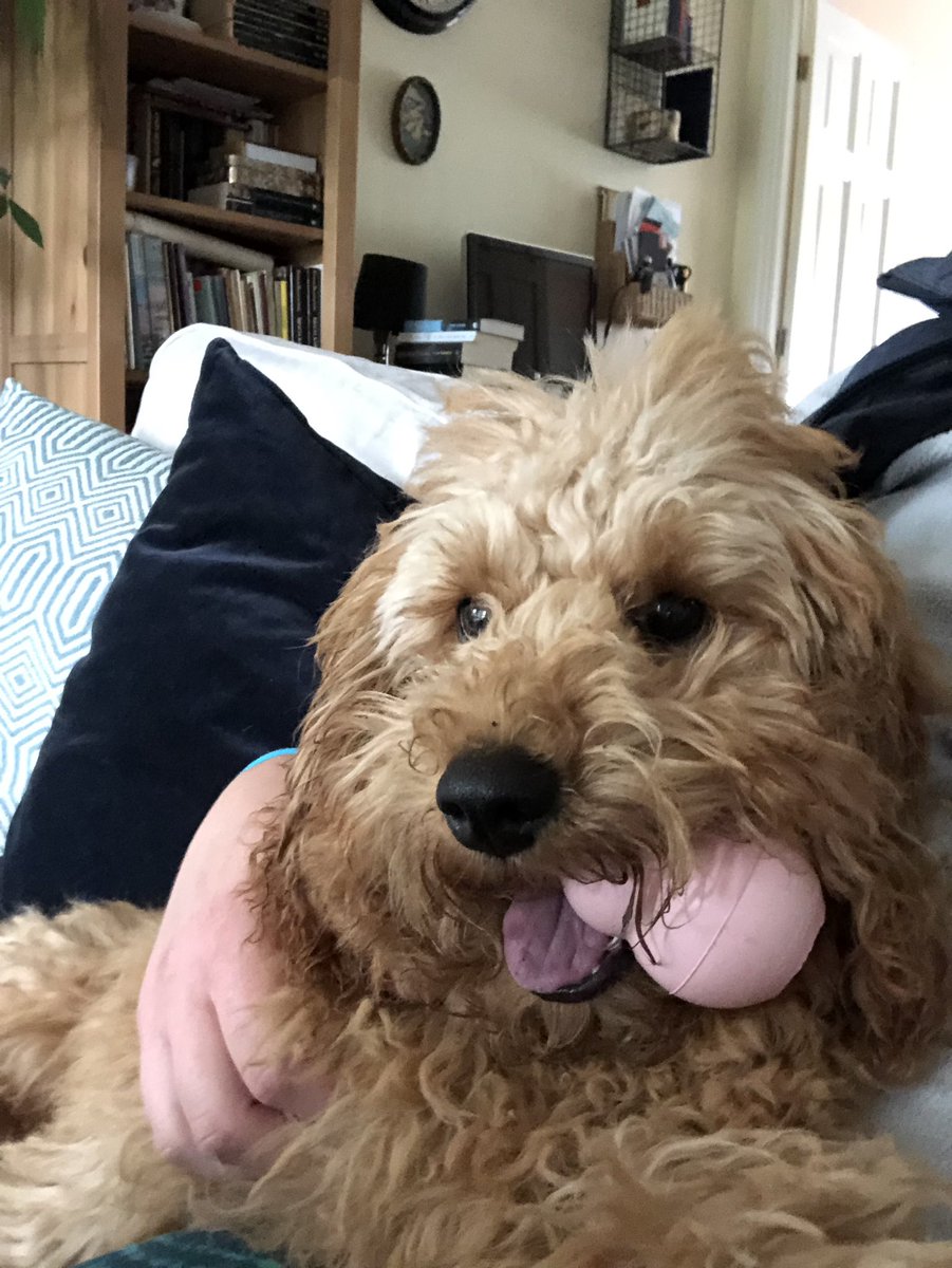 TailsNTrails_'s tweet photo. Lil cutie 😍💕💛
#TegansTailsNtrails #TTTDogs #puppypopin https://t.co/MD8gRHrNtd