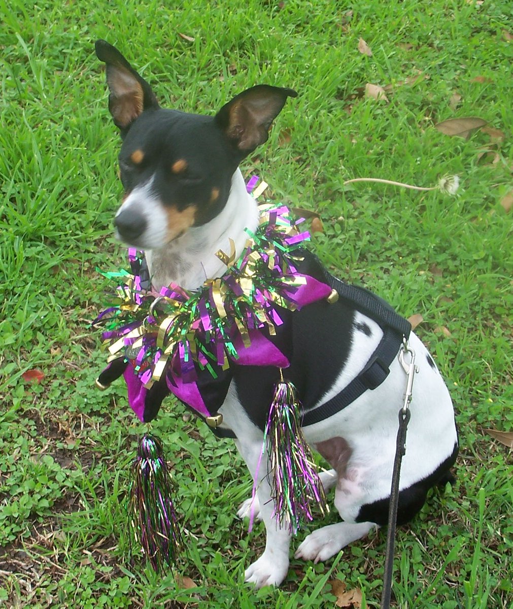 Bella had to leave us, to go OTRB. She had Cushing’s and the meds didn’t help anymore. I couldn’t ask her to stay. I miss her so very much. This pic was taken at her first Krewe des Chiens parade. We had so much fun there:-)