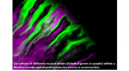 ma_webber's tweet image. Please RT! Join the team: Fully funded PhD available with us to study how biofilms deal with drugs! 

Start Oct 2020, applications by Nov 25th. 

Full details in the link:
biodtp.norwichresearchpark.ac.uk/projects/adapt…

@TheQuadram @NRPBIODTP @NorwichResearch