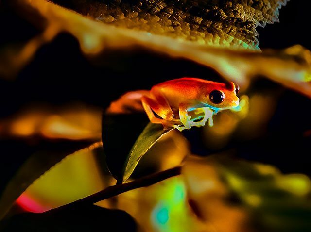 Matt_Conti's tweet photo. Young frog spotted on a night walk in the Andasibe rainforest. #madagascar #rainforest #jungle #frogs #nightwalk #shotzdelight #igersworldwide #splendid_shotz #fatalframes #global_hotshotz #visualambassadors #ig_shotz #moodygrams #moody_tones #YourSh… https://t.co/UdG0N0Fra4 https://t.co/ZvdmPdEVY3