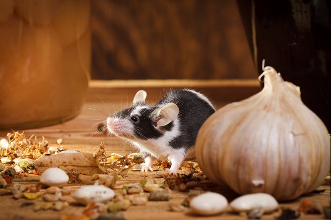 Because mice are so common, you may think you already know all there is to know about this household pest, but think again! #mouse
tinyurl.com/y45fzwgv
