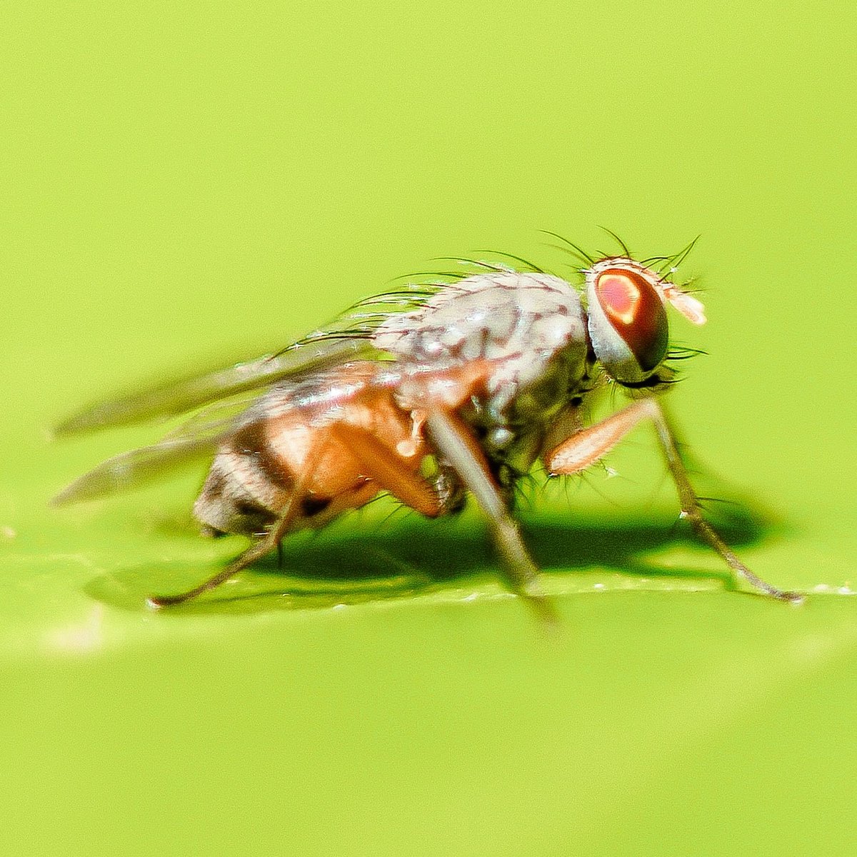 Researchers from UCL and MPI Biology of Ageing report  a tripple drug combination leading to a remarkable 48% lifespan extension in fruit flies, complementing each other and reducing side effects. 

#threeisbetterthanone #aging #longevity #UCL #MPI

sciencedaily.com/releases/2019/…