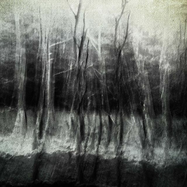 Fun with my Olympus EPL1 & a wander in the woods.  I keep thinking that these would make great abstract art prints... what do you think?⁠
.⁠
.⁠
.⁠
⁠
#bestforestmood #forest #abstractnature #photoart⁠
#olympus #contemporaryphotography #creativeton… ift.tt/2IRD2Z9