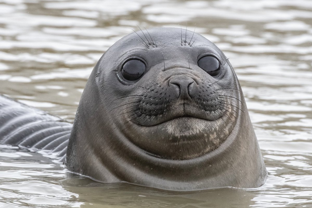 OneOceanExpeditions (@oneoceanexp) on Twitter photo The face that people make when they start smelling the turkey for Thanksgiving dinner start to waft through the house. Happy Thanksgiving to all our Canadian friends and family! 📷: <a href="/daisygilardini/">Daisy Gilardini</a> #happythanksgiving #🦃 #canadianthanksgiving #thanksgivingdinner The face that people make when they start smelling the turkey for Thanksgiving dinner start to waft through the house. Happy Thanksgiving to all our Canadian friends and family! 📷: <a href="/daisygilardini/">Daisy Gilardini</a> #happythanksgiving #🦃 #canadianthanksgiving #thanksgivingdinner