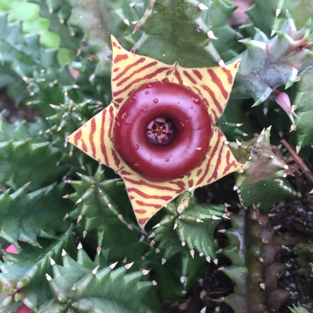 GrowItMobile's tweet photo. It's the time of year when plants and garden textures appear spooky! Huernia zebrina or Lifesaver plant is a perfect example. The large flowers are attractive but they also produce a rotten odor. #Haunted #Huernia https://t.co/FCtUfgezyZ
