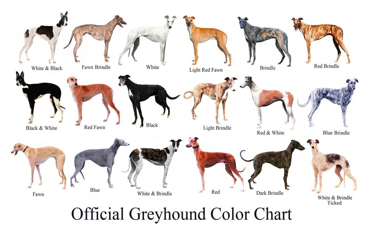 GaltxOrg's tweet image. October is Greyhound Awareness Month! Are you aware of the proper name for the color of your hounds?  #GreyhoundAwarenessMonth #greyhounds