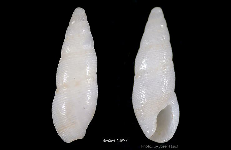 ShellMuseum's tweet image. Cool shell of the week: Stearns Dove Snail
shellmuseum.org/post/shell-of-…