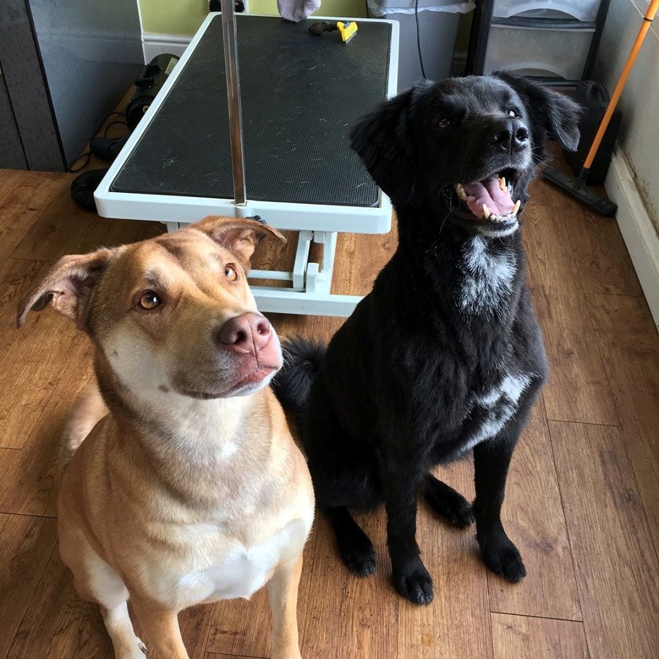 WeAcceptPets's tweet photo. FootFalls provides a high level of care for your beloved four-legged friend!
🐾 Canine physiotherapy. 
🐾 Feline physiotherapy.
🐾 Equine physiotherapy.  
🐾 Hydrotherapy.
🐾 Gait analysis.  
https://t.co/jy1vyDT7uj
#SouthendonSea #Essex #Physiotherapy #Hydrotherapy #PetTherapy https://t.co/U9R96mZhCl