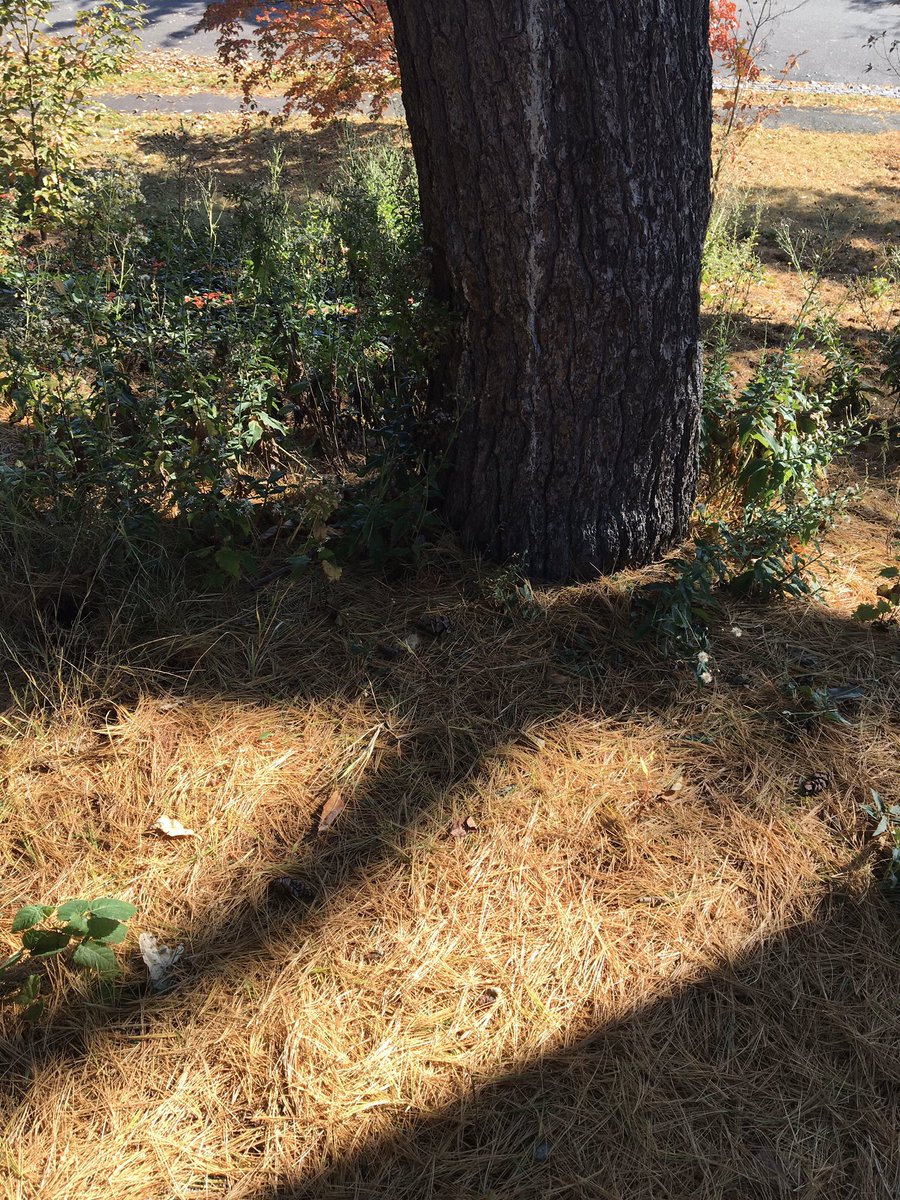 Lincoln4F's tweet photo. Visiting Arnold Arboretum is a great way to identify trees and seeds! Reading the labels (written by botanists) is research...  not cheating🌲 https://t.co/iPSfpStVec