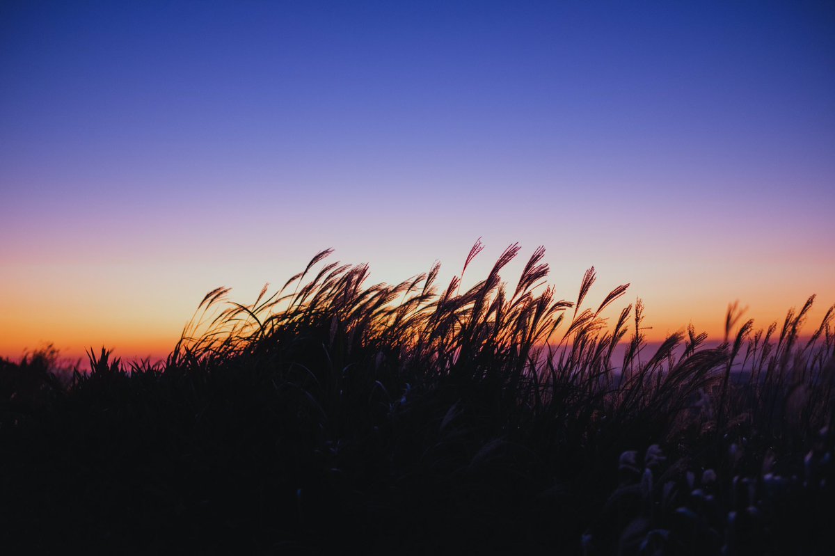 にし すすきのシルエット 大観峰 熊本 朝日 すすき 秋