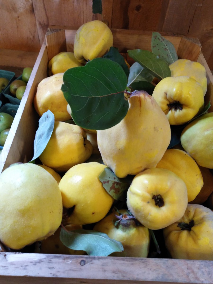 VermontQuince's tweet photo. #LocalQuince happening at #ScottFarm in #Dummerston #VT today https://t.co/TB4b5shPGU
