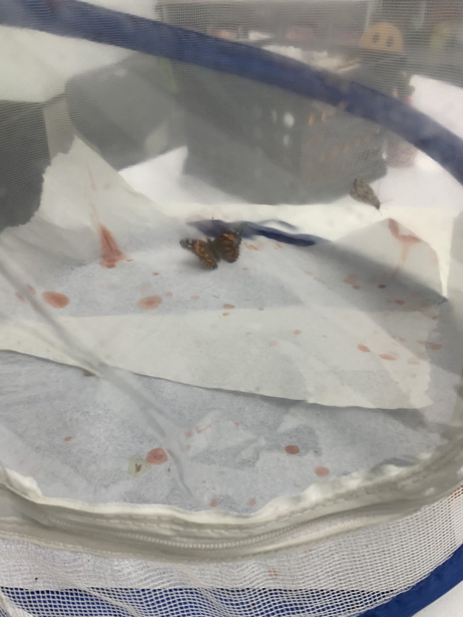Haweselementary's tweet photo. Our butterflies emerged over the weekend! #escapeartist #timetoletthemgo #behawesome #hawesnation https://t.co/MCxgakysZA