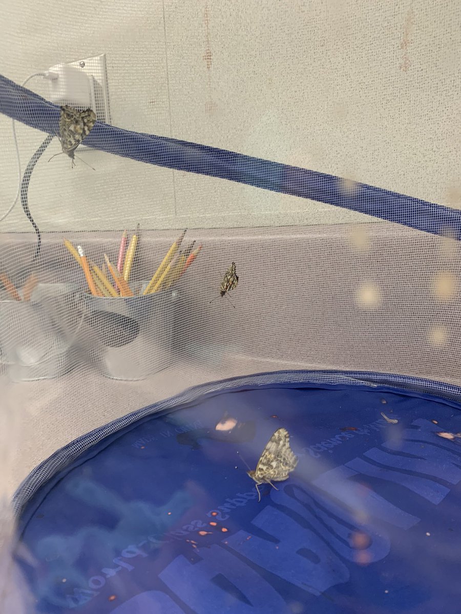 Haweselementary's tweet photo. Our butterflies emerged over the weekend! #escapeartist #timetoletthemgo #behawesome #hawesnation https://t.co/MCxgakysZA