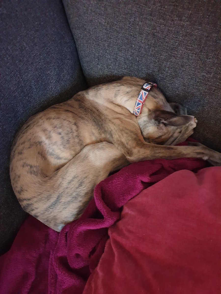WaspBoro's tweet photo. My dog loves sniffing up arses, but not as much as remainers do to the EU.
#DogsforBrexit https://t.co/z72TxB3MRJ