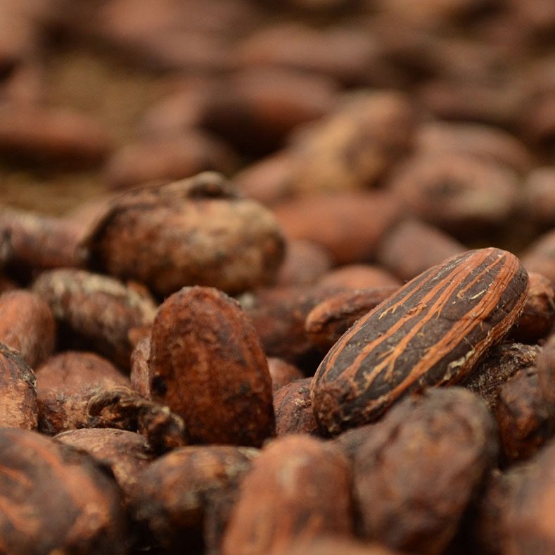 gothamchocolate's tweet photo. Starting to develop three new bars including one that will feature these gorgeous Idukki Hills beans, direct trade from India. https://t.co/ayTSdBW7SV