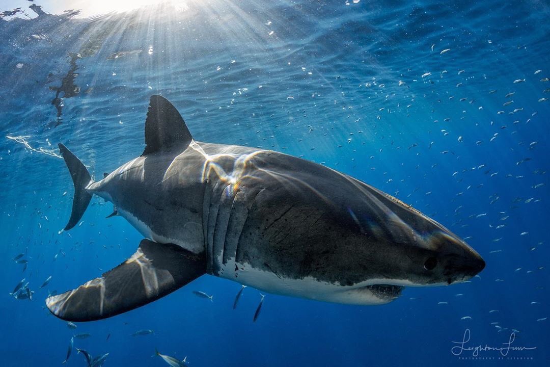 nautilusxplorer's tweet photo. repost • @photography_by_leighton Good to be home but missing these beauties! It’s been such an epic week! This never gets old!
#Guadalupe #SharkExpress #GreatWhites #Mexico #Baja #Dive #Oceans #CageDiving #Baja #BajaCalifornia #ApexPredators #Ecotourism https://t.co/EQ0IySFvAE