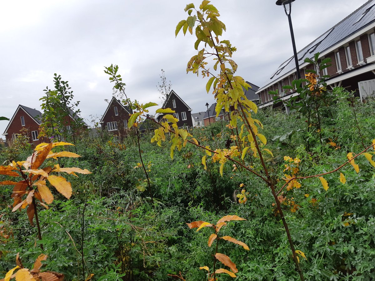 ESenten's tweet photo. Bezoek aan 3 Tiny Forests in Almere. Je komt verrassende dingen tegen #beleefdestad https://t.co/G63EKC5hFQ