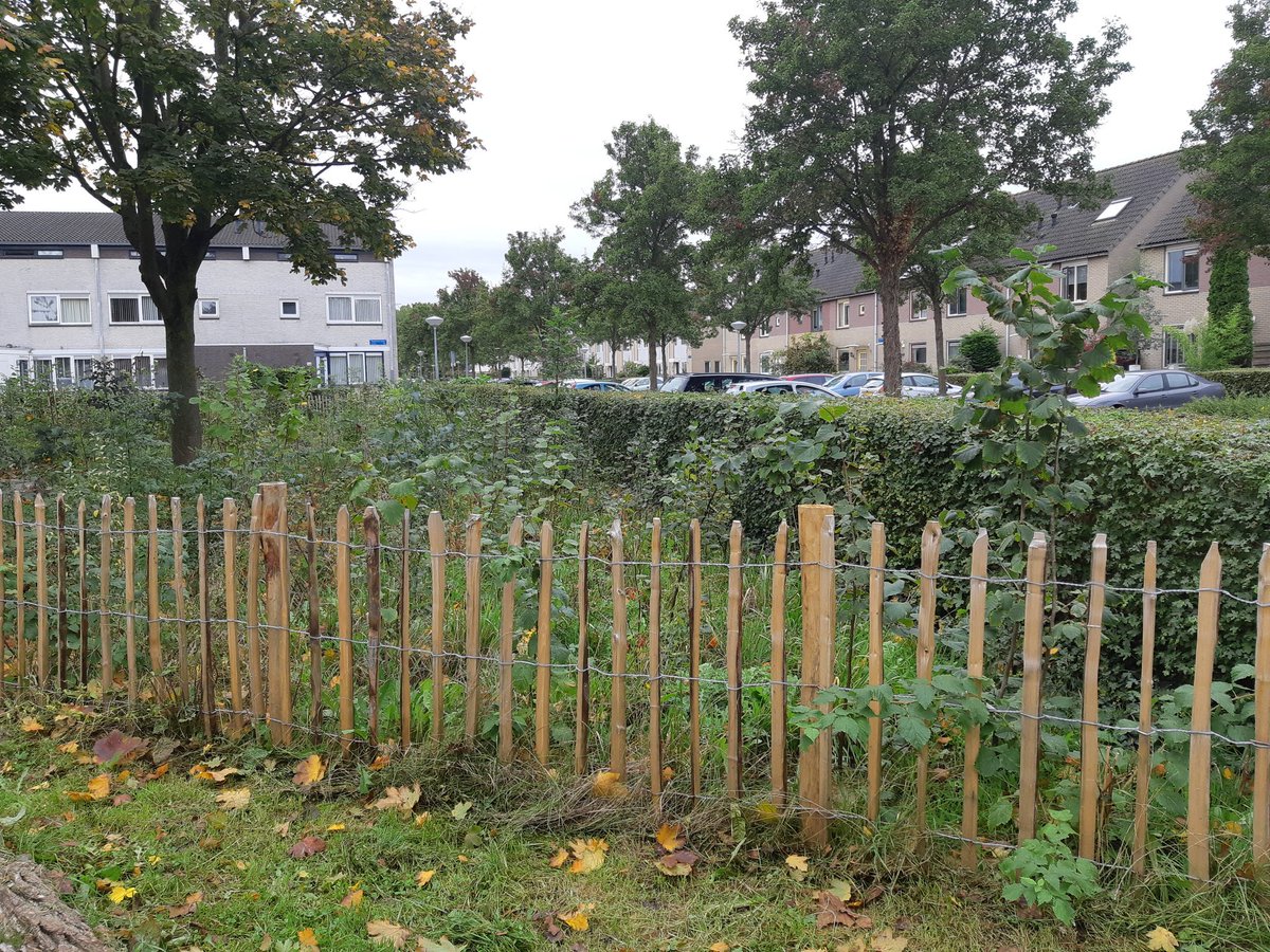 ESenten's tweet photo. Bezoek aan 3 Tiny Forests in Almere. Je komt verrassende dingen tegen #beleefdestad https://t.co/G63EKC5hFQ