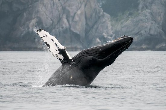 ABATracyArm's tweet photo. Make sight seeing an understatement, chose to cruise with us! You won't regret taking advantage of these once in a life time views and experiences! #AdventureBoundAlaska #TracyArm #Alaska https://t.co/YC1jRIOII8