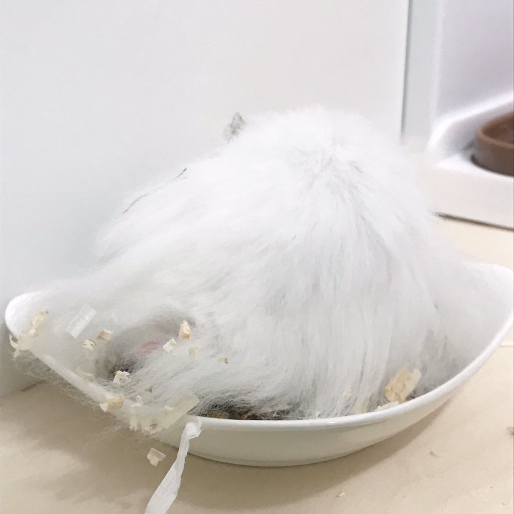 처음으로 골든을 기르고 있습니다.
대전에서 집단으로 유기된 아가들 중 한 명으로, 간신히 살아남은 (빗)자루입니다.

그리고 낭낭하게 이름 값 하고 다니는 중...
노예색히는 데려온 지 이틀만에 이름을 잘못지었나 후회한다며.. 심경토로.....

+ 사진을 매우 못 찍는 편입니다....