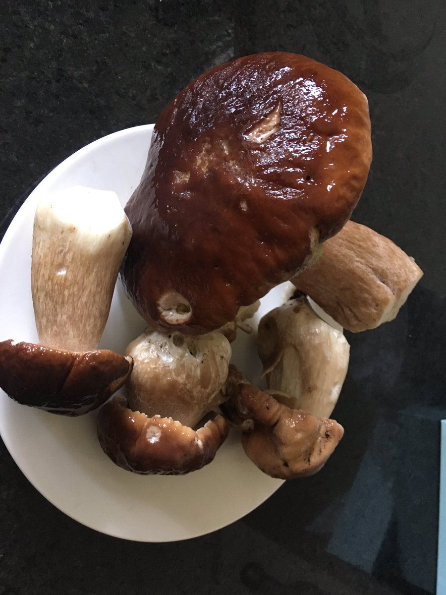 TheRealMattJ's tweet photo. Boletus Edulis #foraging. Egg pasta with said mushrooms, cream, bacon, peas and Parmesan. https://t.co/Qk3oWgit8T