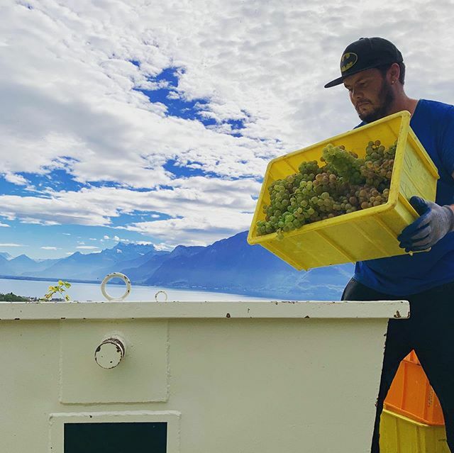 ⁣
#MonMomentVendanges ⁣
📷 Nous avons demandé à Miguel Martis, vendangeur saisonnier à Chardonne, ce qu’il préfère dans les vendanges. ⁣
⁣
«J’aime tout dans les vendanges ! Le travail, l’équipe, la vue… mais je dois avouer que j’aime particulièrem… ift.tt/2BcXxLy