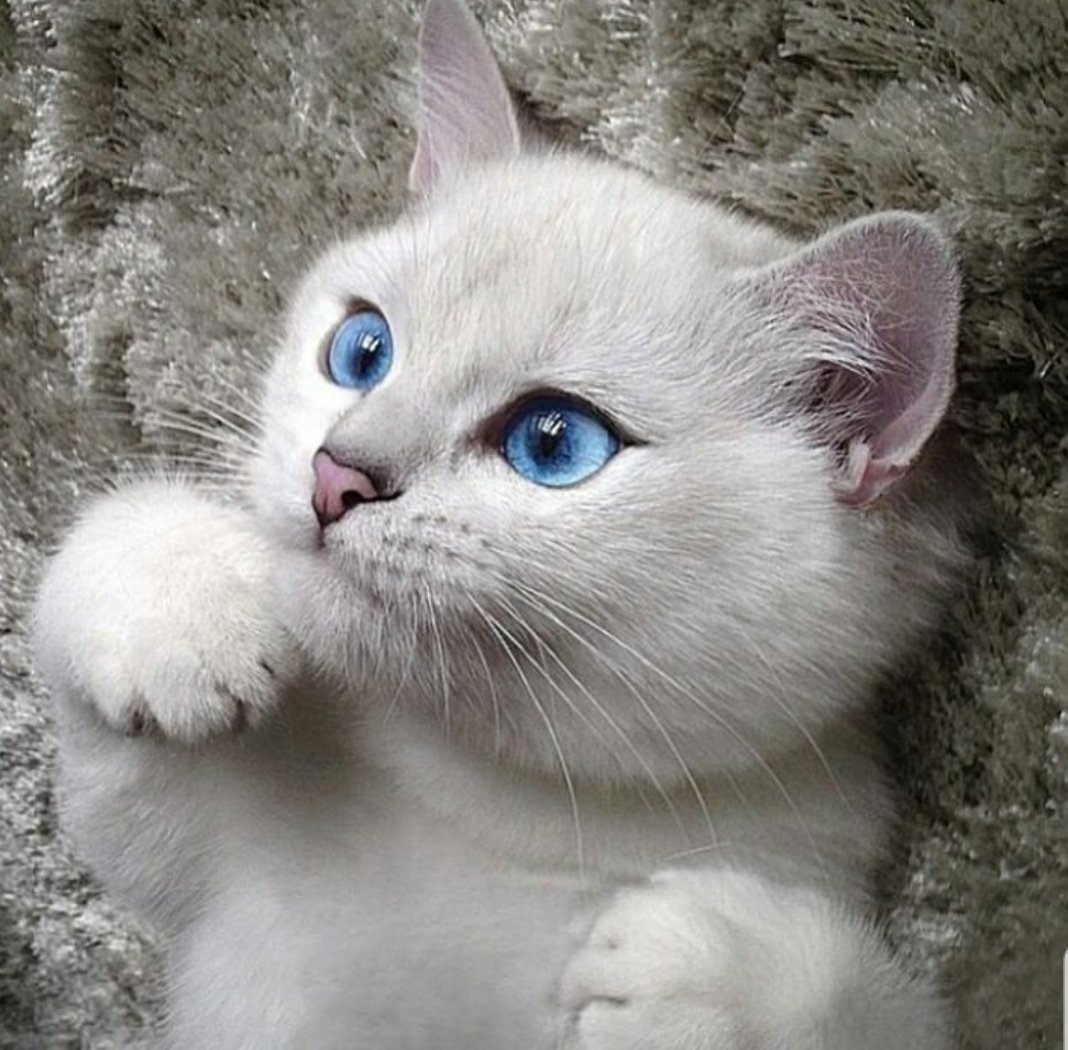 MascotaGenial's tweet photo. Adivina de qué color son mis ojos. https://t.co/7MColBpDaz