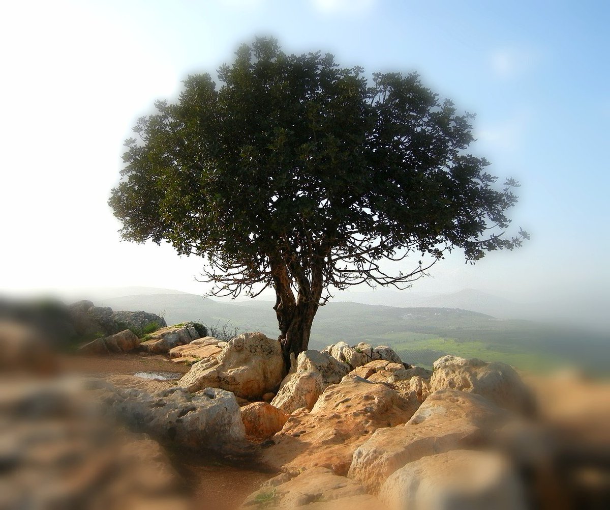 ReaditSeeit's tweet image. IN THE LAST DAYS: A song about the world's wonderful future as described in Isaiah 2: 2 - 4. Incredible but true!  elsaortega.net/songsaboutthem…