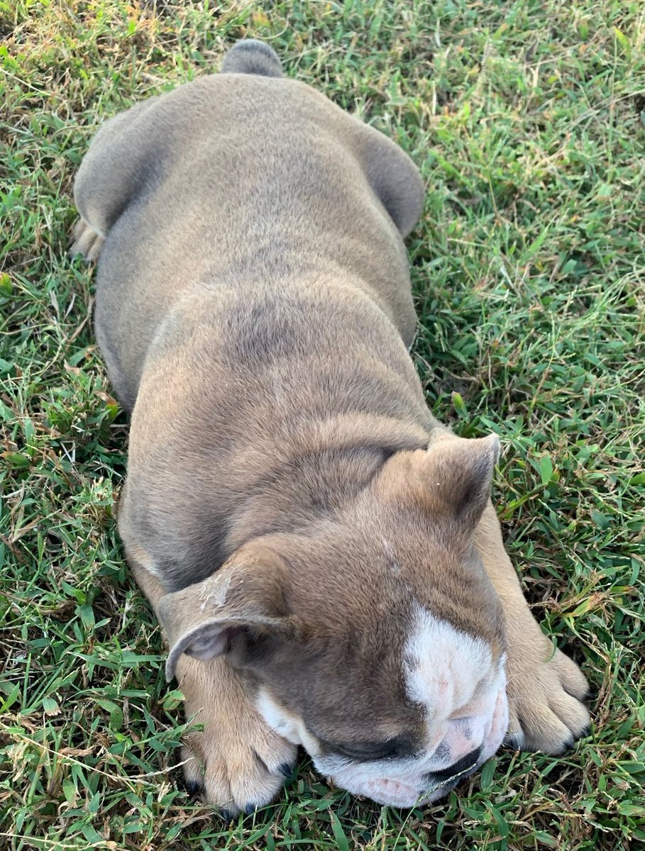 English Bulldog for sale! Male AKC REGISTERED.