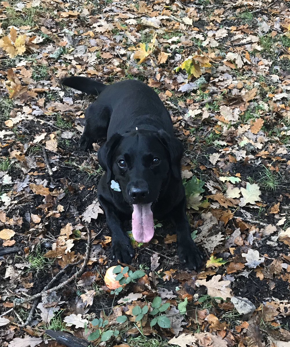 #DogsagainstBrexit Don’t let them take my FoM away please!