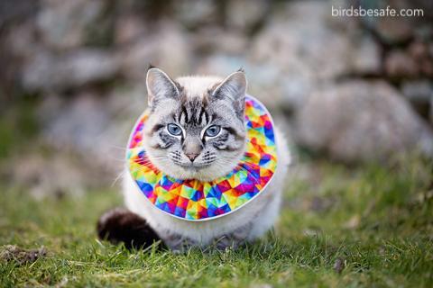 BOU ๐ฉ๐ปโ๐ซ๐จ๐ฟโ๐ซ๐ง๐ฝ๐ณ๐ฝโโ๏ธ ๐ (@ibis_journal) on Twitter photo Birdsbesafeยฎ collar cover reduces bird predation by domestic cats (Felis catus) ow.ly/Jhhw50wKJ7E | <a href="/JZoology/">Nimay J M.Sc. Zoology</a> Birdsbesafeยฎ collar cover reduces bird predation by domestic cats (Felis catus) ow.ly/Jhhw50wKJ7E | <a href="/JZoology/">Nimay J M.Sc. Zoology</a>